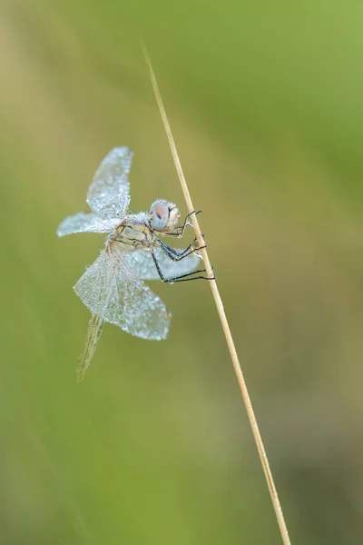 Bela cena da natureza com libélula Darter de veios vermelhos (Sympetrum fonscolombii ). — Fotografia de Stock