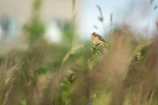 Belle scène de nature avec oiseau pleurnichant (Saxicola rubetra ). — Photo