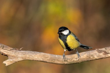 Büyük göğüslü güzel doğa sahnesi (Parus major). Büyük Meme 'nin (Parus major) vahşi yaşam sahnesi. Doğa habitatında büyük meme (Parus major).