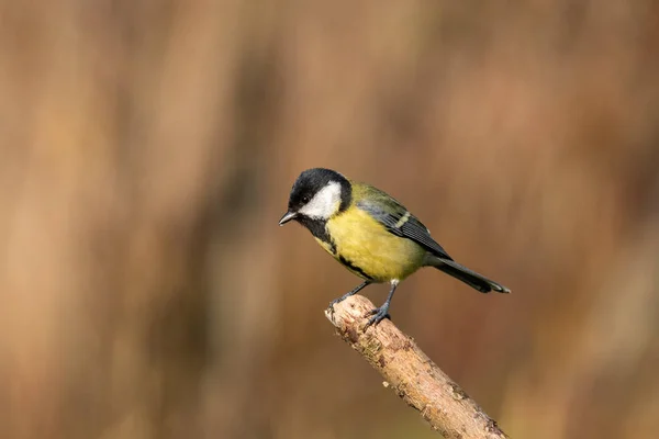 Сцена Природы Большой Синицей Parus Major Дикая Природа Снимок Большой — стоковое фото