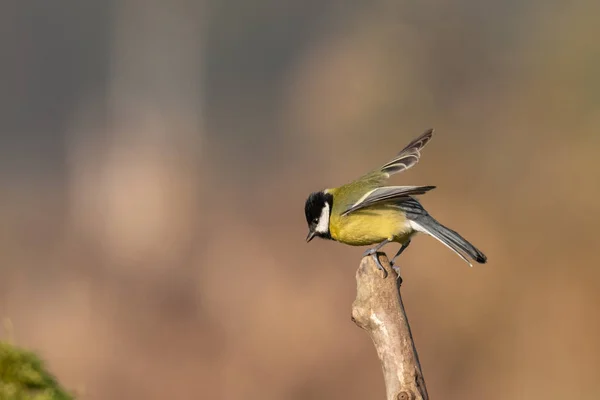 Hermosa Escena Naturaleza Con Gran Teta Parus Major Vida Silvestre — Foto de Stock