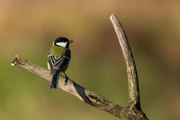 Beautiful Nature Scene Great Tit Parus Major Wildlife Shot Great — стокове фото