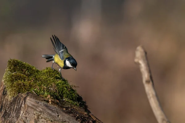 Hermosa Escena Naturaleza Con Gran Teta Parus Major Vida Silvestre — Foto de Stock