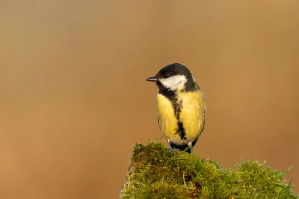 Beautiful Nature Scene Great Tit Parus Major Wildlife Shot Great — стокове фото