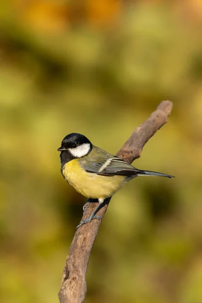 Büyük göğüslü güzel doğa sahnesi (Parus major). Büyük Meme 'nin (Parus major) vahşi yaşam sahnesi. Doğa habitatında büyük meme (Parus major).