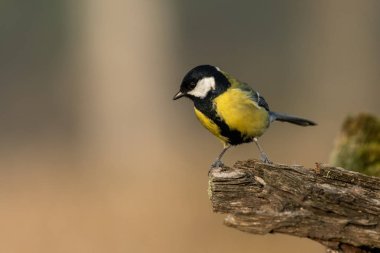 Büyük göğüslü güzel doğa sahnesi (Parus major). Büyük Meme 'nin (Parus major) vahşi yaşam sahnesi. Doğa habitatında büyük meme (Parus major).