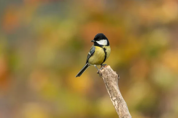 Hermosa Escena Naturaleza Con Gran Teta Parus Major Vida Silvestre — Foto de Stock