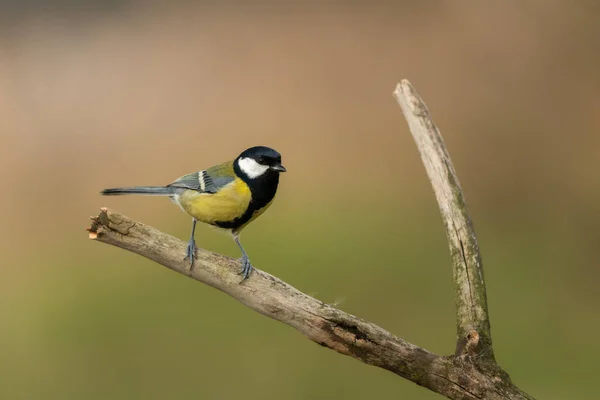 Hermosa Escena Naturaleza Con Gran Teta Parus Major Vida Silvestre — Foto de Stock