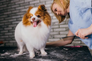Dikkatli tımarcı Spitz 'in saçını kesti.