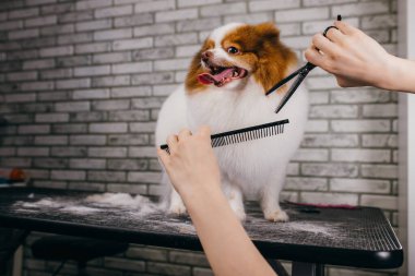 Profesyonel tımar makası ve köpeğin saçını tarar.