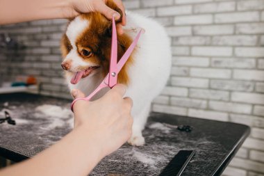 Dikkatli tımarcı Spitz 'in saçını kesti.