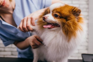 Kuaförde aşırı büyümüş saçlı evcil hayvan tükürüğü.