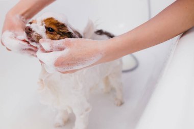 Dikkatli tımar et, evcil hayvan köpeğiyle düzgünce ilgilen.