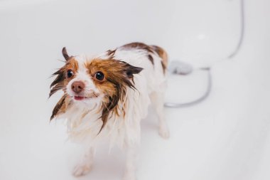 Güzel hayvan tükürüğü banyoda duş alır.