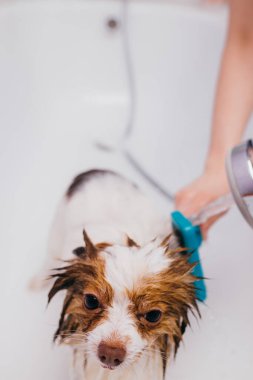 Tatlı hayvan tükürüğü duş al.