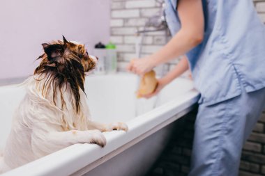 tapılası evcil köpek tımardan önce banyo yapıyor.