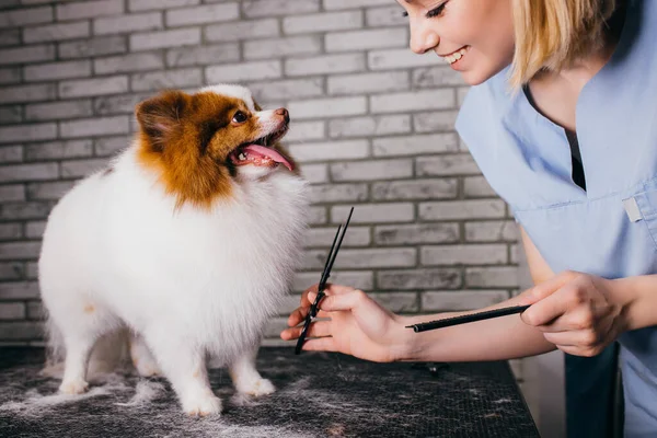 Rozkošný malý pes v kadeřnictví — Stock fotografie