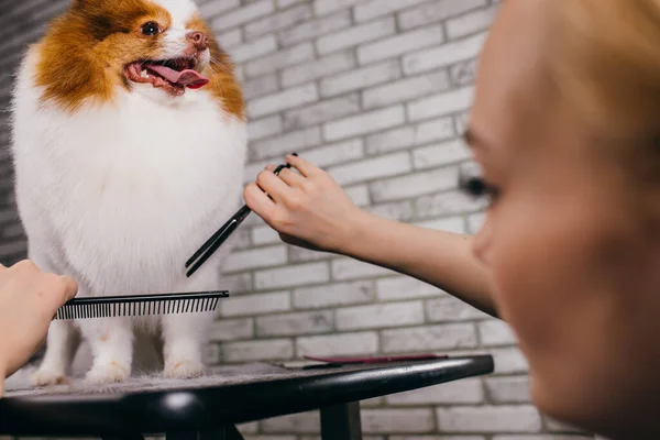 Розчісування і різання волосся собаки в салоні для догляду — стокове фото