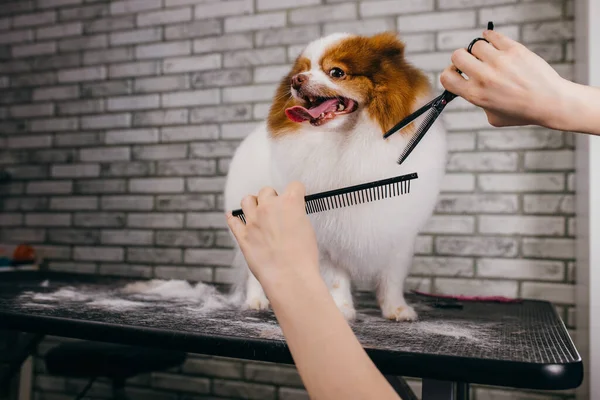 Tesouras de groomer profissional e penteia o cabelo do cão — Fotografia de Stock