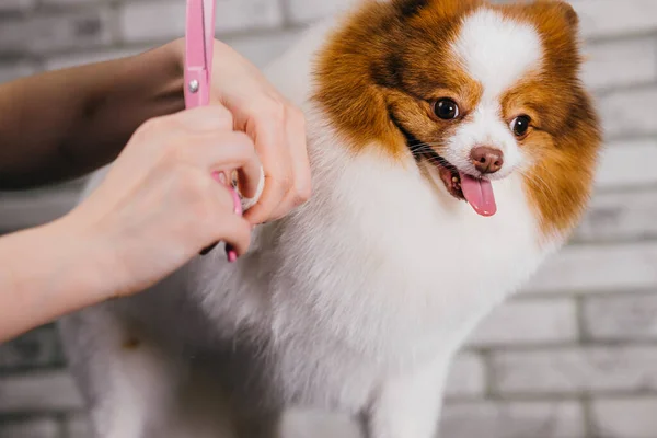 Смішний маленький собака в салоні для догляду — стокове фото
