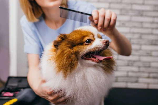 Adorabile cagnolino nel salone di toelettatura — Foto Stock