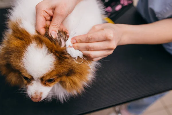 Profissional grooming mestre limpo cães orelhas — Fotografia de Stock