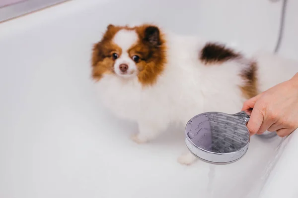 Spitz effrayé dans le bain avant de se laver — Photo
