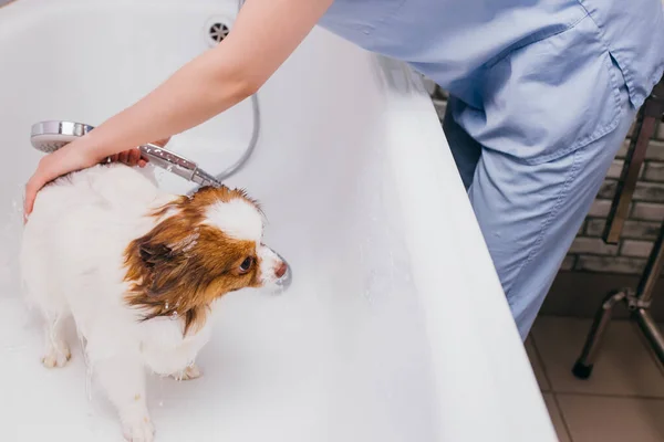 Adorável cão de estimação tomar banho no banho antes de preparar — Fotografia de Stock