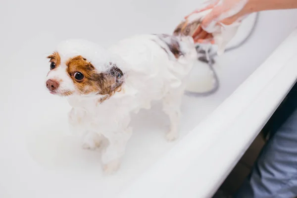 Profissional groomer lavar o cão no banho — Fotografia de Stock