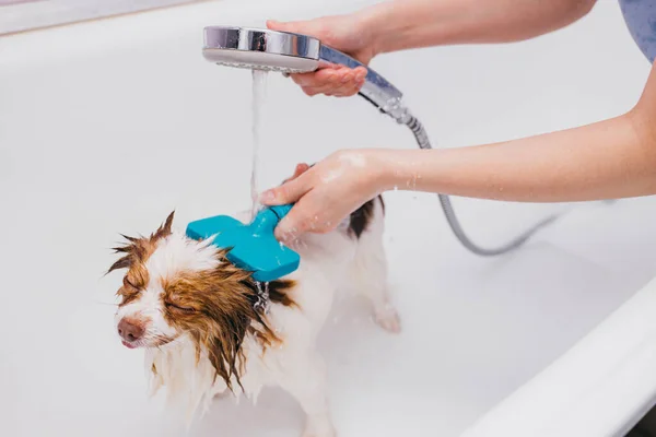Bonito pet spitz obter chuveiro higiênico — Fotografia de Stock