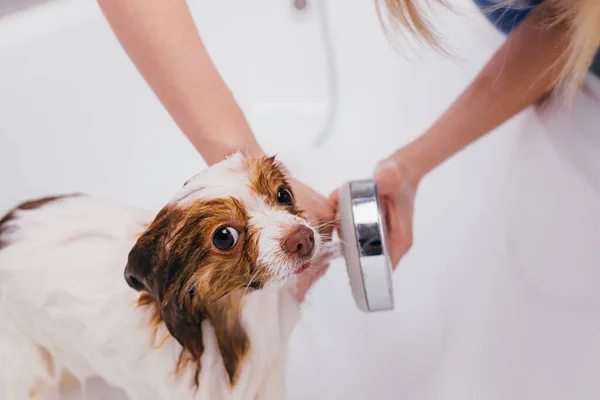 Красива тварина шпіц приймає душ у ванній — стокове фото