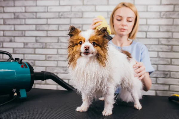 Séchage et peignage de laine de chien dans le salon de toilettage — Photo