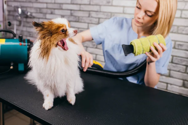 Asciugatura e pettinatura di lana di cane in salone governante — Foto Stock