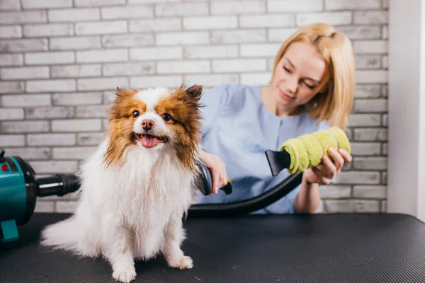 Bello caucasico femmina groomer prendersi cura di pet — Foto Stock