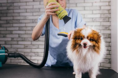 Kuaförde köpek yünlerini kurutmak ve taramak