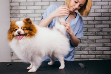 Spitz saç kesmekten korkmaz.