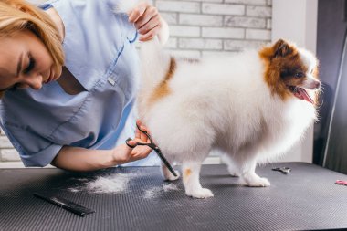 Güzeller güzeli kuaförde evcil hayvan tükürüğü