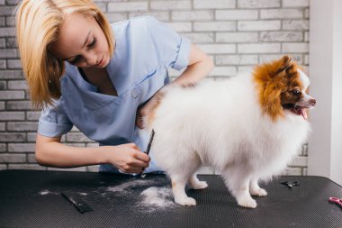 Saç kesme prosedüründeki spitz, tımar