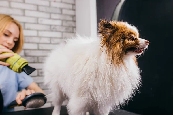 Ретельний громер удару сухих собак волосся — стокове фото