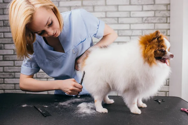 spitz at hair cutting procedure, grooming