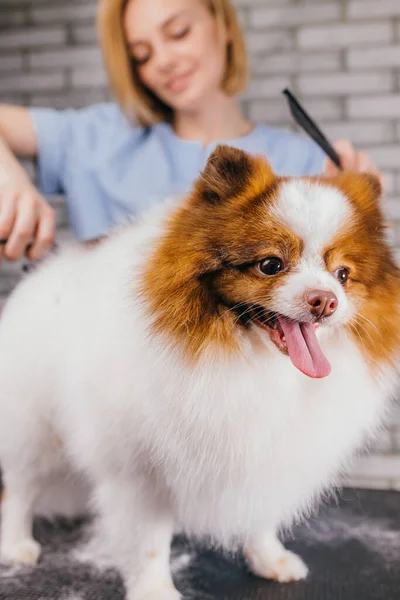 Carino piccolo spitz cucciolo non ha paura di governare le procedure — Foto Stock