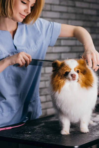 Careful professional groomer handle with pet spitz in salon — Stock Photo, Image