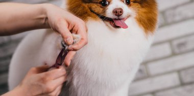 Kuafördeki şirin köpek.