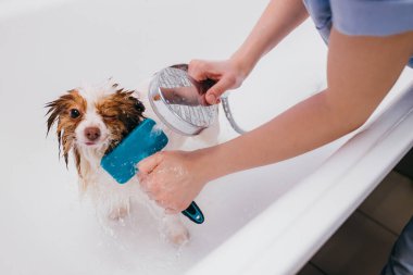 Profesyonel tımarcı köpeği banyoda yıkar.