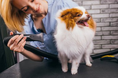 Yün kurutma sırasında tatlı köpek yavrusu tükürüğü