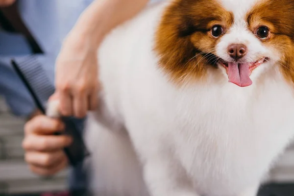 Adorable perrito en peluquería — Foto de Stock