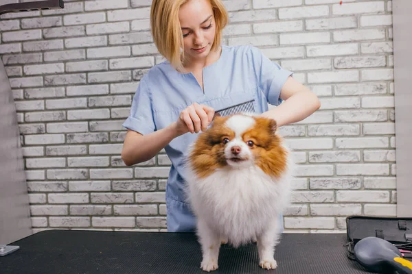 Pentear e cortar o cabelo do cão no salão de arrumação — Fotografia de Stock