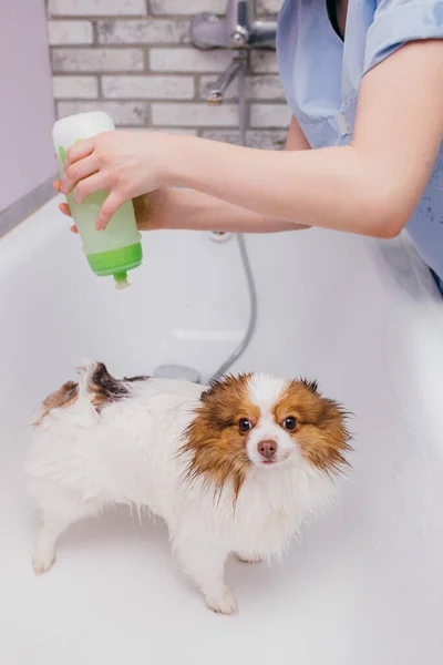 Красива тварина шпіц приймає душ у ванній — стокове фото