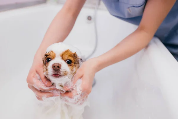 Sweet pet spitz get shower — стоковое фото