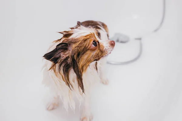 Lustiges Streichelspitz in der Badewanne vor der Pflege — Stockfoto